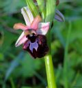 Ophrys sipontensis